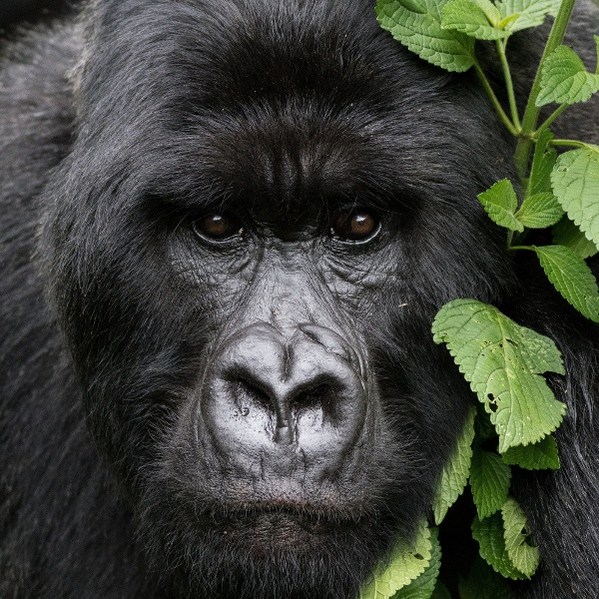 Singita Kwitonda Lodge Activities Gorilla Encounters (2)-1-2