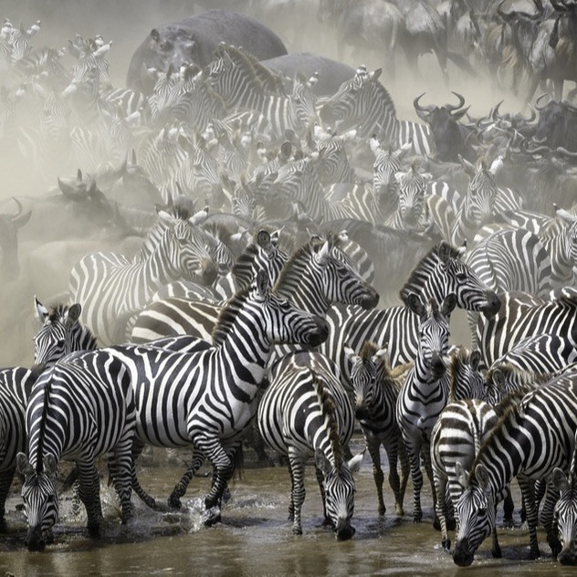 Zebra Migration 